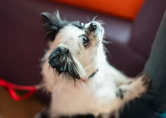 Hotel Ibis Saldanha 2*