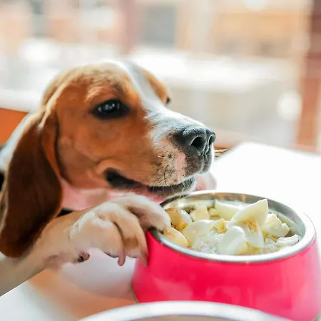 이비스 리스보아 살다냐 호텔