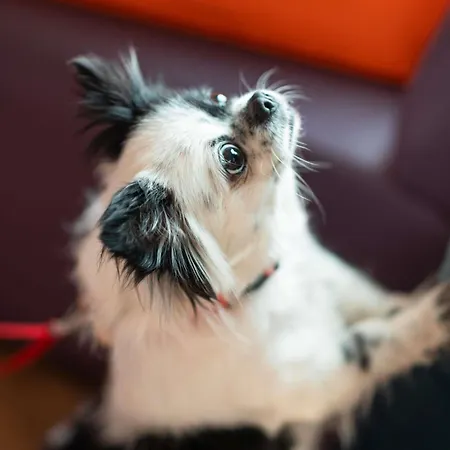 Hotel Ibis Saldanha 2*